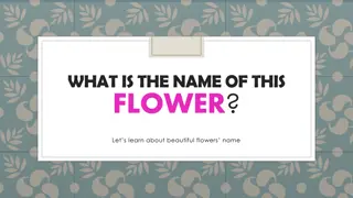 Discover Beautiful Flowers and Their Names