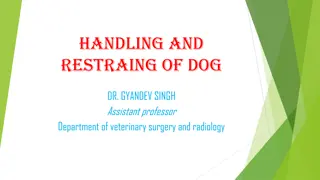 Dog Handling and Restraint Techniques in Veterinary Practice