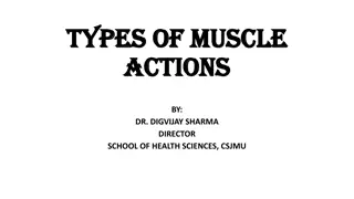 Types of Muscle Actions in Physiology