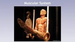 The Muscular System and Its Anatomy