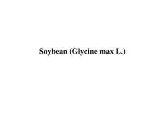 Overview of Soybean: Cultivation, Importance, and Economic Benefits