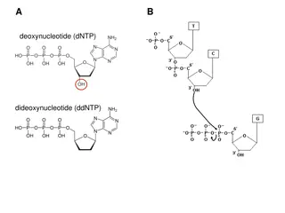 Sanger DNA Sequencing Procedure