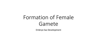 Development of Female Gamete and Embryo Sac in Plant Reproduction