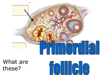 Exploring Female Reproductive Anatomy through Visual Images