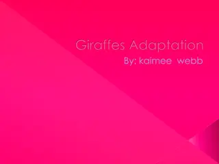 Amazing Adaptations of Giraffes