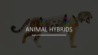 Fascinating Animal Hybrids Collection