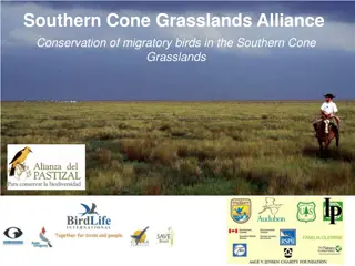 Conservation Efforts for Migratory Birds in Southern Cone Grasslands