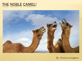 The Noble Camel: General Information, Physical Characteristics, Habitats, Behaviors, and Interesting Facts