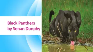 Fascinating Facts About Black Panthers in the Wild