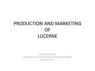 Lucerne Production and Marketing for Agricultural Advisory Services