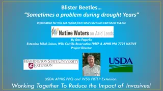 Blister Beetles and Livestock Toxicity: Impacts and Management