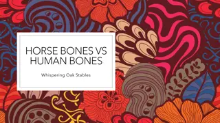 Comparative Anatomy of Horse and Human Bones at Whispering Oak Stables