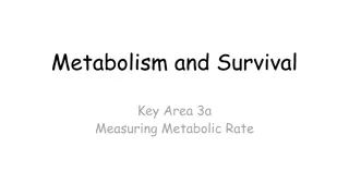 Metabolic Rate Measurement Techniques