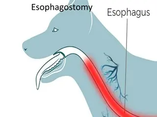 Esophagostomy Surgical Procedure Overview