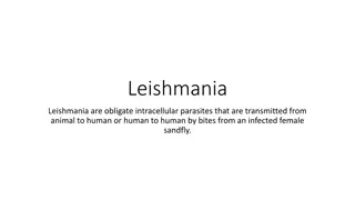 Leishmaniasis: Transmission, Symptoms, and Epidemiology