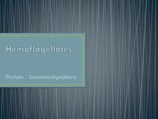 Medically Important Hemoflagellates: Trypanosoma and Leishmania