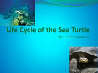 The Fascinating Life Journey of Sea Turtles