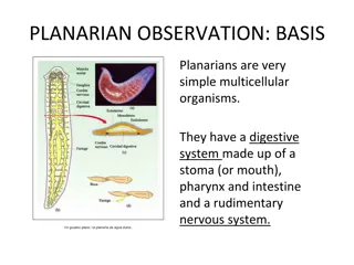 Planarian Observation: Nervous System Activity Study