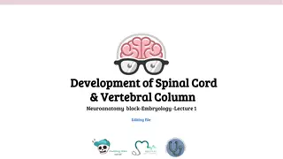 Embryology of Spinal Cord and Vertebral Column Development