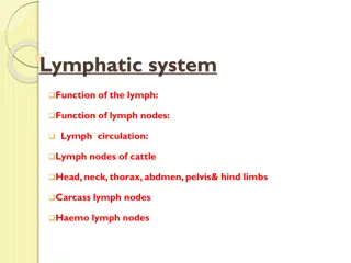 The Lymphatic System in Cattle: Nodes, Circulation, and Function