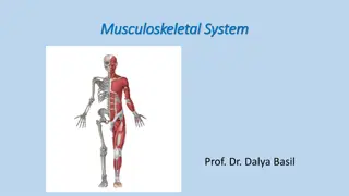 The Musculoskeletal System in the Human Body