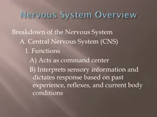 Overview of the Nervous System Components and Functions