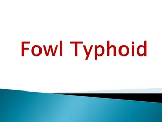 Fowl Typhoid in Domestic Birds