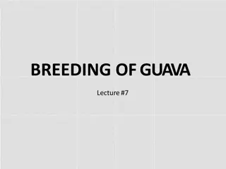 Guava Breeding: Strategies and Objectives for Improved Cultivation