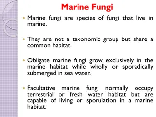 Overview of Marine Fungi and Their Habitats