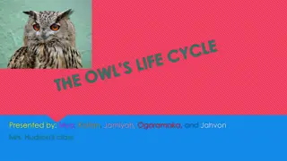 Fascinating Journey of Owls: From Birth to Adulthood