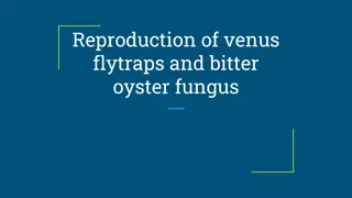 The Fascinating Reproduction and Characteristics of Venus Flytraps and Bitter Oyster Fungus