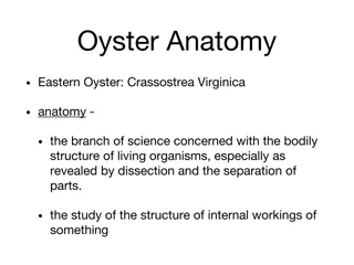 Exploring the Anatomy of Eastern Oysters: A Detailed Study