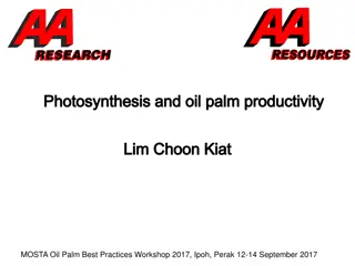 Factors Affecting Photosynthetic Efficiency in Oil Palm Plantation