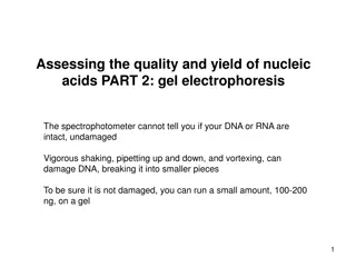 Gel Electrophoresis for Assessing Nucleic Acid Quality