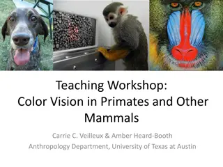 Color Vision in Primates and Mammals