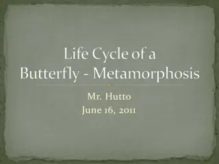 The Fascinating Life Cycle of a Butterfly