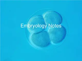 Embryology Notes: Development from Fertilization to Gastrulation