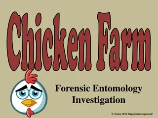 Chicken Farm Forensic Entomology Investigation - Tomm 2014