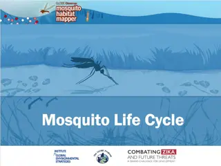 Exploring the Fascinating Mosquito Life Cycle