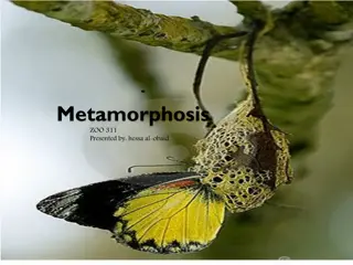 Metamorphosis in Animals