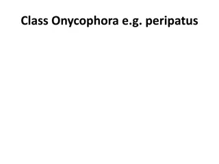 Overview of Class Onycophora (Peripatus) Characteristics and Traits