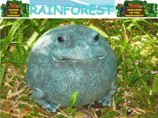 Explore the Fascinating World of Tropical Rainforests