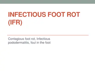 Comprehensive Overview of Infectious Foot Rot (IFR) in Ruminants