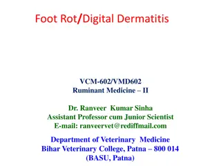 Foot Rot and Digital Dermatitis in Ruminants