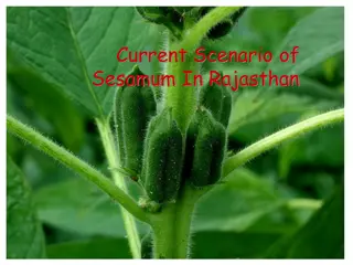 Challenges and Opportunities in Sesamum Cultivation in Rajasthan