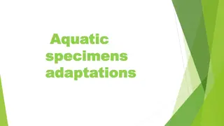 Insight Into the Adaptations and Habits of Aquatic Freshwater Eels