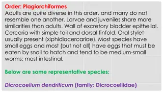 Lifecycle and Treatment of Dicrocoelium Dendriticum - A Lancet Fluke