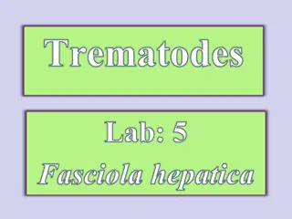 Overview of Fasciola hepatica Life Cycle