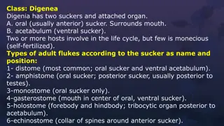 Anatomy and Biology of Class Digenea Digenia Adult Flukes