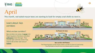 Creating Bee Corridors for Pollinator Conservation